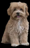 "Dancer", a female Maltipoo for sale in San Diego, CA – Photo 8 of 9