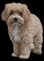 "Dancer", a female Maltipoo for sale in San Diego, CA – Photo 7 of 9
