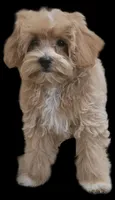 "Dancer", a female Maltipoo for sale in San Diego, CA – Photo 5 of 9