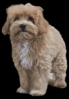 "Dancer", a female Maltipoo for sale in San Diego, CA – Photo 2 of 9