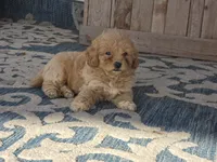 Brandy, a female Bichon Frise and Maltipoo for sale in San Diego, CA – 4 of 9