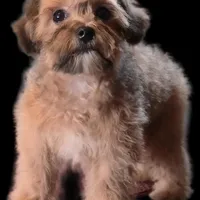 "Mandi", a female Maltipoo for sale in San Diego, CA – Photo 1 of 6
