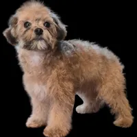 "Mandi", a female Maltipoo for sale in San Diego, CA – Photo 6 of 6