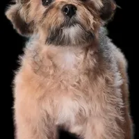 "Mandi", a female Maltipoo for sale in San Diego, CA – Photo 4 of 6