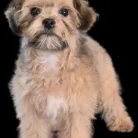 "Mandi", a female Maltipoo for sale in San Diego, CA – Photo 2 of 6