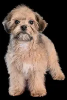 "Mandi", a female Maltipoo for sale in San Diego, CA – Photo 2 of 6