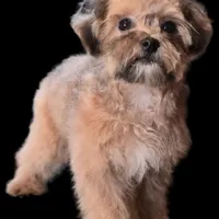"Mandi", a female Maltipoo for sale in San Diego, CA – Photo 3 of 6