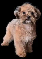 "Mandi", a female Maltipoo for sale in San Diego, CA – Photo 3 of 6