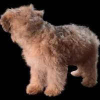 "Mandi", a female Maltipoo for sale in San Diego, CA – Photo 5 of 6