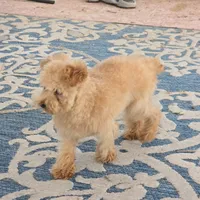 Roxy, a female Maltipoo for sale in San Diego, CA – 2 of 6