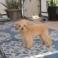 Reba, a female Maltipoo for sale in San Diego, CA – 2 of 6