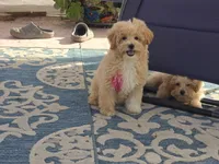 Donny, a male Maltipoo for sale in San Diego, CA – 9 of 10