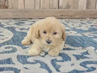 Bella, a female Bichon Frise and Maltipoo for sale in San Diego, CA – 1 of 7