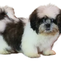 "Cole", a male Shih Tzu for sale in San Diego, CA – Photo 2 of 10
