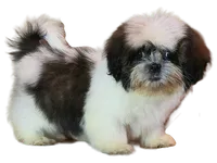 "Cole", a male Shih Tzu for sale in San Diego, CA – Photo 2 of 10