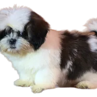 "Cole", a male Shih Tzu for sale in San Diego, CA – Photo 4 of 10