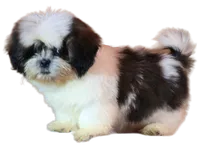 "Cole", a male Shih Tzu for sale in San Diego, CA – Photo 4 of 10