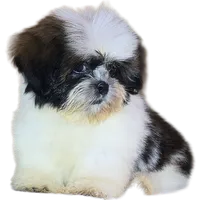 "Cole", a male Shih Tzu for sale in San Diego, CA – Photo 1 of 10
