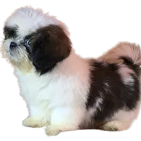 "Cole", a male Shih Tzu for sale in San Diego, CA – Photo 6 of 10