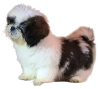 "Cole", a male Shih Tzu for sale in San Diego, CA – Photo 6 of 10