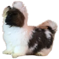 "Cole", a male Shih Tzu for sale in San Diego, CA – Photo 9 of 10