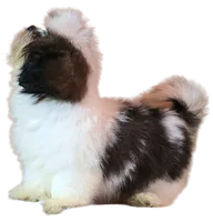 "Cole", a male Shih Tzu for sale in San Diego, CA – Photo 9 of 10