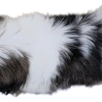 "Cole", a male Shih Tzu for sale in San Diego, CA – Photo 7 of 10