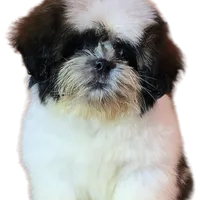 "Cole", a male Shih Tzu for sale in San Diego, CA – Photo 10 of 10