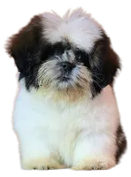 "Cole", a male Shih Tzu for sale in San Diego, CA – Photo 10 of 10