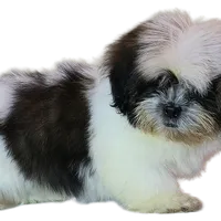 "Cole", a male Shih Tzu for sale in San Diego, CA – Photo 3 of 10