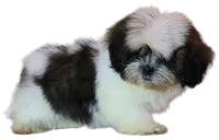 "Cole", a male Shih Tzu for sale in San Diego, CA – Photo 3 of 10