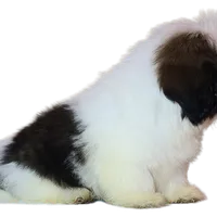 "Cole", a male Shih Tzu for sale in San Diego, CA – Photo 5 of 10