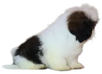 "Cole", a male Shih Tzu for sale in San Diego, CA – Photo 5 of 10