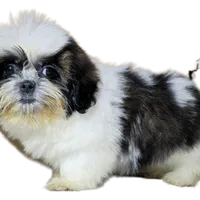 "Cole", a male Shih Tzu for sale in San Diego, CA – Photo 8 of 10