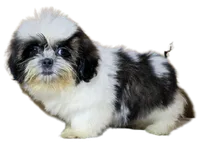 "Cole", a male Shih Tzu for sale in San Diego, CA – Photo 8 of 10