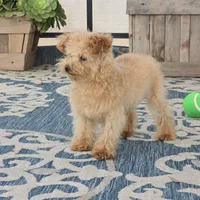 Roxy, a female Maltipoo for sale in San Diego, CA – 6 of 6