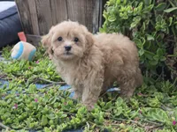 Huey, a male Maltipoo for sale in San Diego, CA – 3 of 9