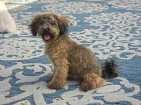 JuJu, a female Maltipoo and Shih Tzu for sale in San Diego, CA – 2 of 10