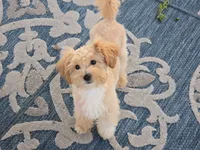 Donny, a male Maltipoo for sale in San Diego, CA – 4 of 10