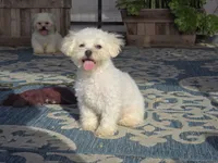 Jaimee, a female Maltipoo and Shih Tzu for sale in San Diego, CA – 4 of 10