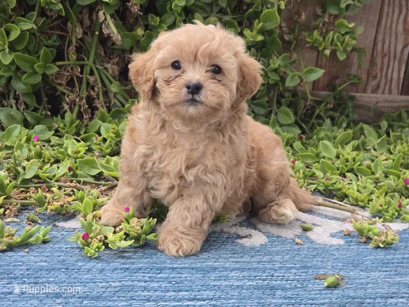 Huey – Maltipoo puppy for sale in San Diego, CA
