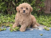Huey, a male Maltipoo for sale in San Diego, CA – 1 of 9