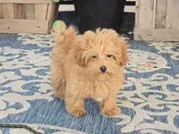 Deon, a male Maltipoo for sale in San Diego, CA – 3 of 10