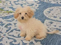 Danni, a female Maltipoo for sale in San Diego, CA – 2 of 10