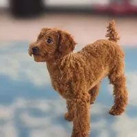 Rubio, a male Poodle - Miniature  for sale in San Diego, CA – 10 of 10