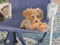 Deon, a male Maltipoo for sale in San Diego, CA – 4 of 10