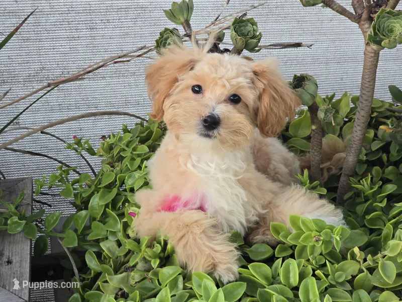 Donny – Maltipoo puppy for sale in San Diego, CA