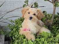 Donny, a male Maltipoo for sale in San Diego, CA – 1 of 10