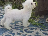 Jaimee, a female Maltipoo and Shih Tzu for sale in San Diego, CA – 2 of 10