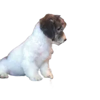 "Tony", a male Maltipoo for sale in San Diego, CA – Photo 2 of 8